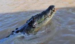 动物繁殖视频,揭秘自然界的繁衍生息